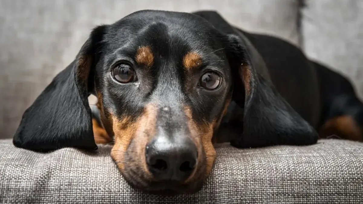 D A Del Perro Salchicha Por Qu Se Celebra El De Febrero En Argentina