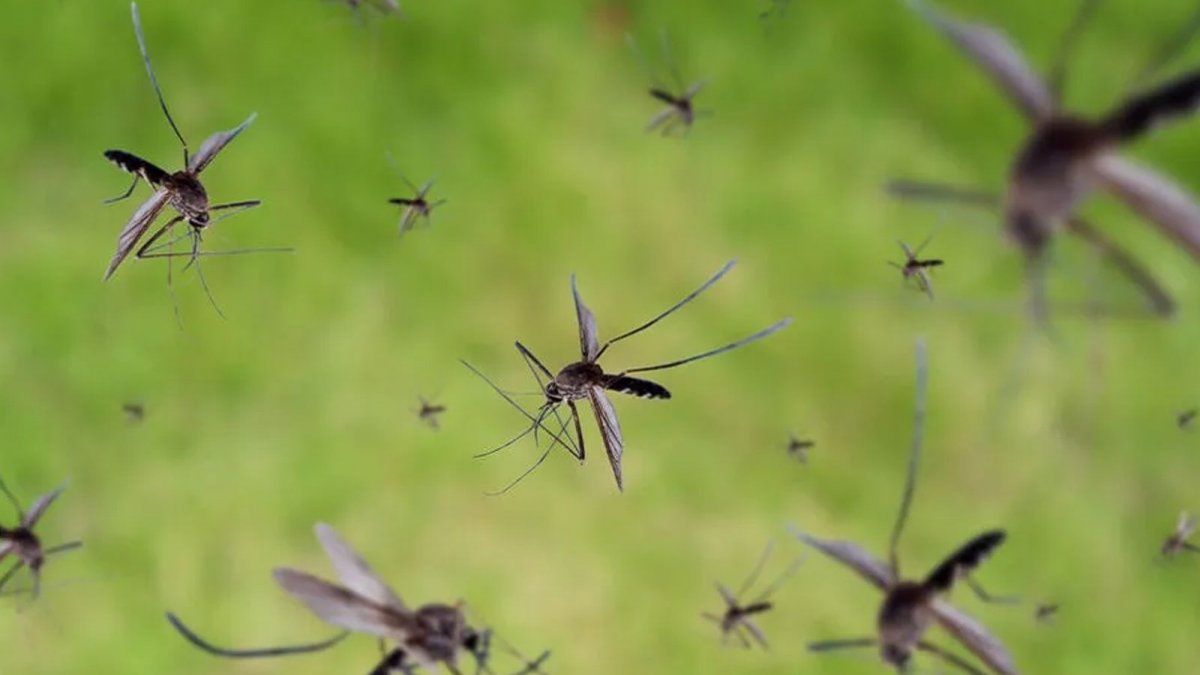 Invasi N De Mosquitos C Mo Diferenciar La Picadura De Dengue De La De