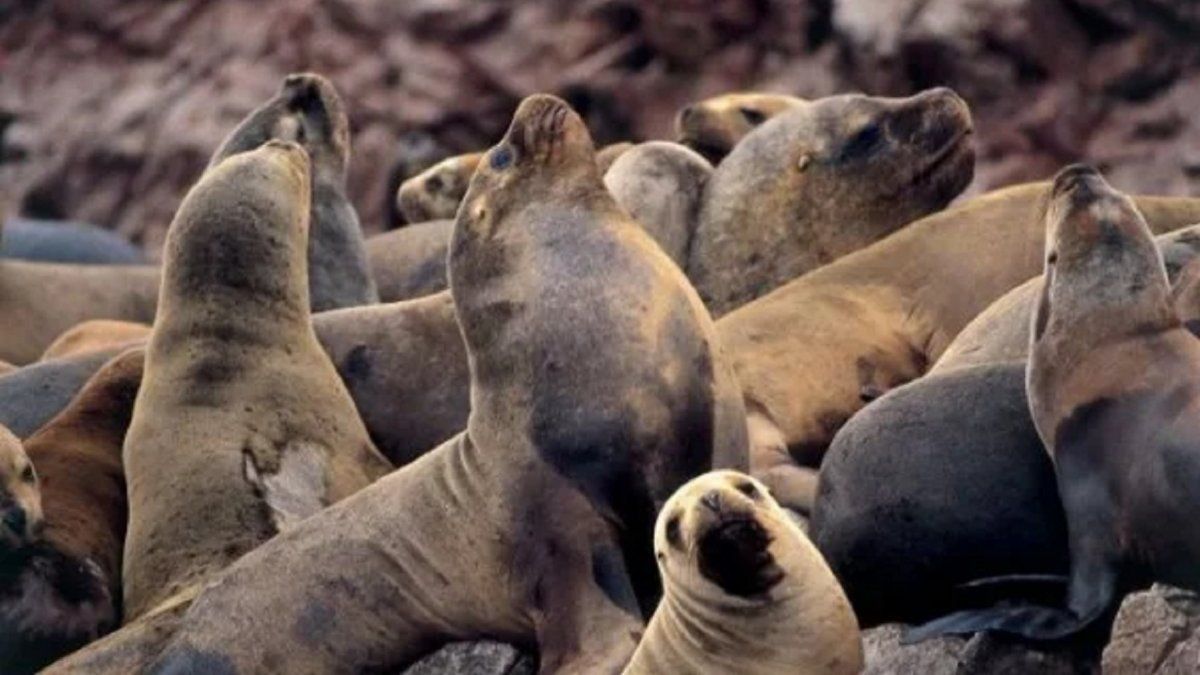 Perú más de 700 lobos marinos muertos por la gripe aviar