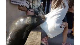 Un león marino atacó a una niña y la arrastró al agua Un león marino atacó a una niña y la arrastró al agua