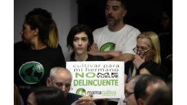 Ley de cannabis medicinal Ley de cannabis medicinal
