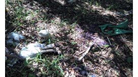 Una familia halló los huesos Una familia halló los huesos