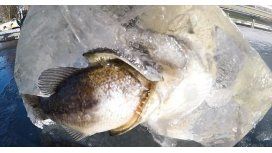 En un bloque de hielo un pez quedó atascado cuando intentada comerse a otro En un bloque de hielo un pez quedó atascado cuando intentada comerse a otro