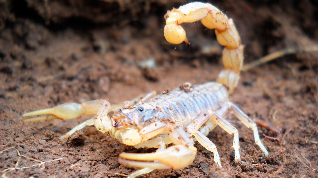 Un bebé fue picado por un alacrán el Córdoba<br>