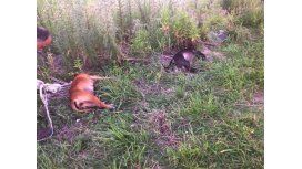 Así aparecieron los perros pitbulls muertos en Berisso. Así aparecieron los perros pitbulls muertos en Berisso.