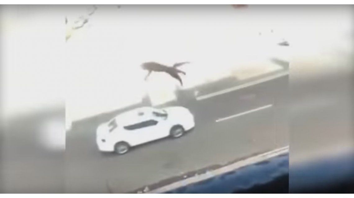 VIDEO: Una joven tira a un gato de un tercer piso mientras sus amigos