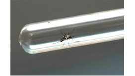 Un recién nacido murió por el virus del Zika en Tucumán Un recién nacido murió por el virus del Zika en Tucumán