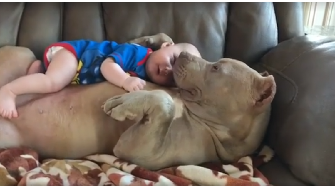 Los Perros Escuchan Al Bebe En La Panza
