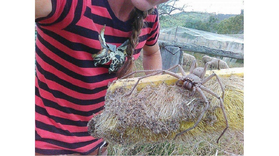 conmoci-n-en-australia-por-una-ara-a-gigante-australia
