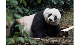 A los 38 años, murió Jia Jia, el oso panda en cautiverio más viejo del mundo A los 38 años, murió Jia Jia, el oso panda en cautiverio más viejo del mundo