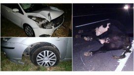 Animales sueltos casi causan una tragedia en la Autovía 2 Animales sueltos casi causan una tragedia en la Autovía 2