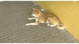 La imagen más tierna: una perra espera a su dueña en la puerta del hospital La imagen más tierna: una perra espera a su dueña en la puerta del hospital