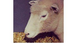 Nacieron ovejitas mellizas en La Rural: mirá la tierna imagen Nacieron ovejitas mellizas en La Rural: mirá la tierna imagen