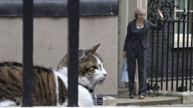 ¿Por qué David Cameron se va de Downing Street pero su gato se queda? ¿Por qué David Cameron se va de Downing Street pero su gato se queda?