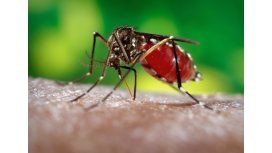 Confirman 40 casos de zika en el norte de Chaco Confirman 40 casos de zika en el norte de Chaco