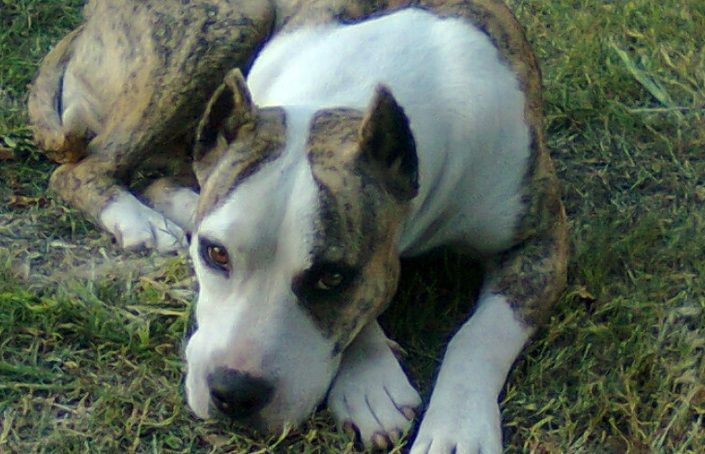 Perros Presa Canario Cruzado Con Pitbull