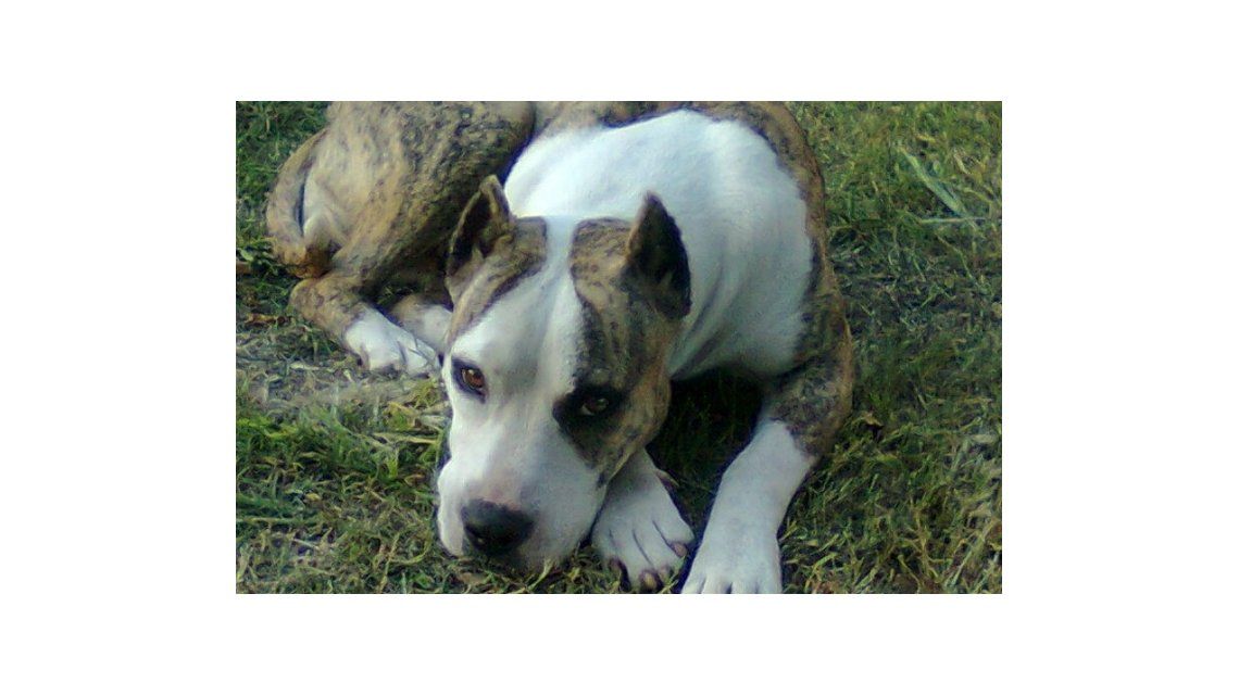 Perros Presa Canario Cruzado Con Pitbull