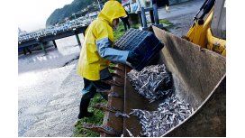 Retiran 1.200 toneladas de sardinas que murieron varadas en la costa de Chile Retiran 1.200 toneladas de sardinas que murieron varadas en la costa de Chile