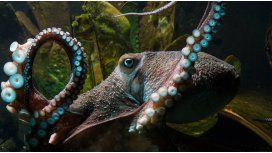 Misterio en Nueva Zelanda por un pulpo que se escapó del acuario Misterio en Nueva Zelanda por un pulpo que se escapó del acuario