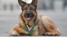 Condecoran con todos los honores a una perra de tres patas que sirvió en la guerra Condecoran con todos los honores a una perra de tres patas que sirvió en la guerra