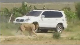Mataron a un león que se había escapado Mataron a un león que se había escapado