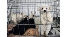 Polémica: reclaman que se prohíba la venta de mascotas por internet Polémica: reclaman que se prohíba la venta de mascotas por internet