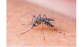 Aprobaron la primera vacuna contra el dengue en más de 100 países Aprobaron la primera vacuna contra el dengue en más de 100 países