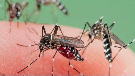 Los mosquitos este año llegan antes de tiempo. Los mosquitos este año llegan antes de tiempo.