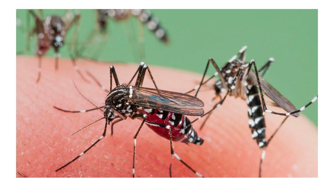 Resultado de imagen para imagen de mosquitos