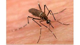 Llega el dengue y los municipios empiezan con la prevención Llega el dengue y los municipios empiezan con la prevención