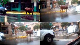 Vaca fugitiva atropelló e hirió a una mujer en Junín Vaca fugitiva atropelló e hirió a una mujer en Junín