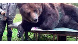 ¿Comprarías una obra de arte pintada por un oso? Mirá el increíble talento de Juuso ¿Comprarías una obra de arte pintada por un oso? Mirá el increíble talento de Juuso