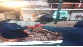 Pesca indiscriminada: arrojan ocho toneladas de langostinos muertos al mar Pesca indiscriminada: arrojan ocho toneladas de langostinos muertos al mar