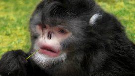 Descubren a un mono que parece Michael Jackson y otros animales especiales Descubren a un mono que parece Michael Jackson y otros animales especiales