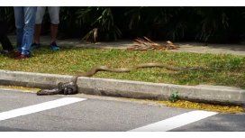 VIDEO: La tremenda pelea mortal entre una cobra y una pitón VIDEO: La tremenda pelea mortal entre una cobra y una pitón
