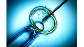 Fue concebida por fertilización Fue concebida por fertilización