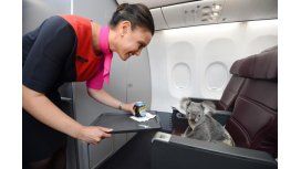Estos cuatro koalas viajaron en primera clase Estos cuatro koalas viajaron en primera clase