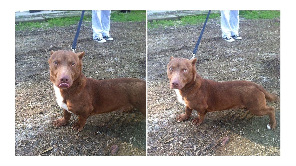 Perros Presa Canario Cruzado Con Pitbull