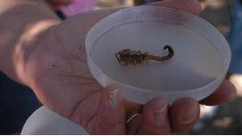 Una especie de alacrán tiene veneno Una especie de alacrán tiene veneno