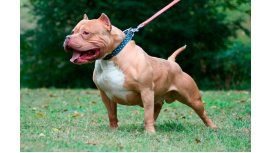 Un pitbull desfiguró a un pequeño de 10 años e hirió a su dueña Un pitbull desfiguró a un pequeño de 10 años e hirió a su dueña