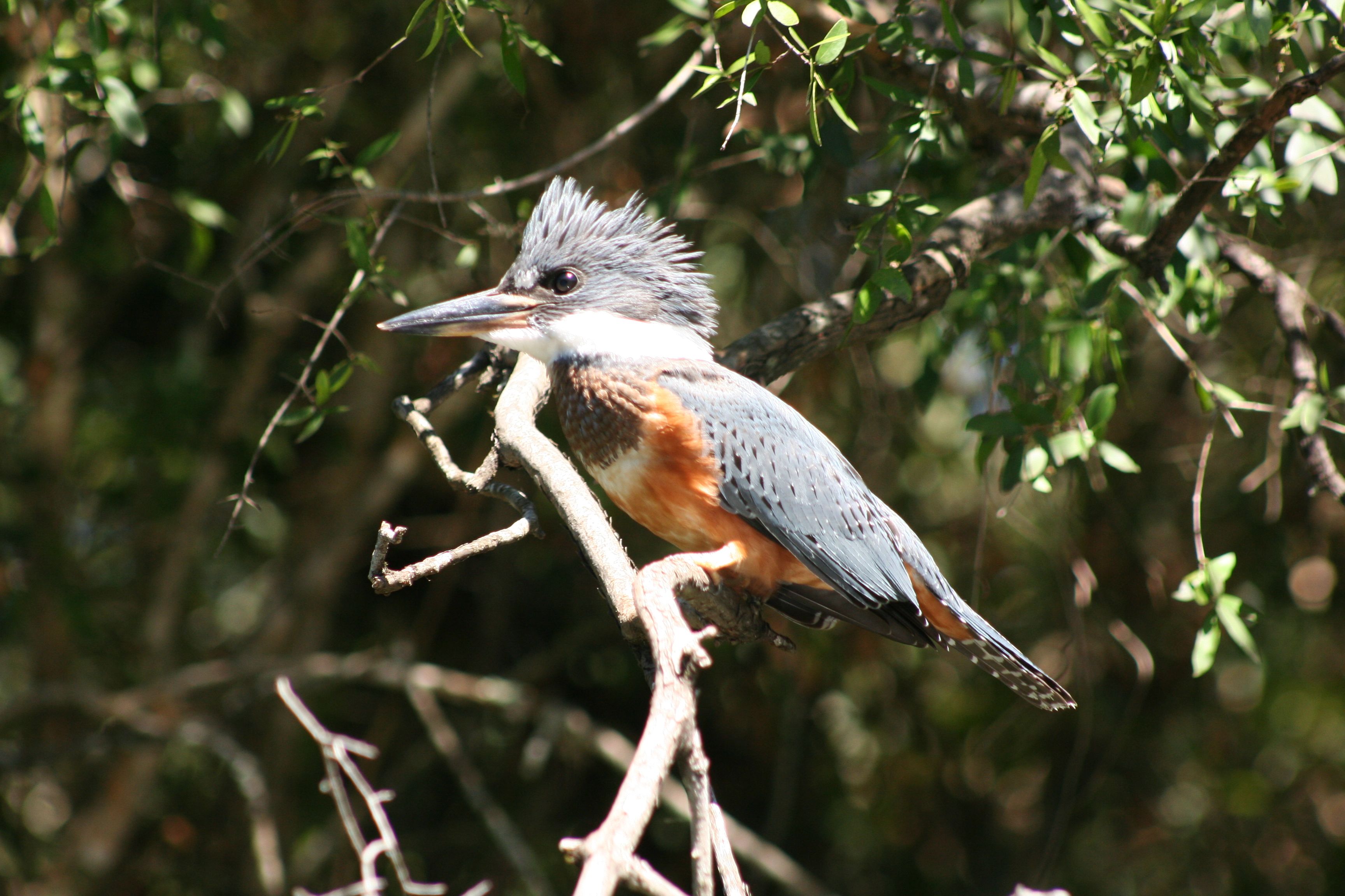 El ecoturismo propone explorar el ambiente con un impacto mínimo<br>