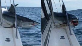 El tiburón quedó atrapado en la baranda pero logró zafarse El tiburón quedó atrapado en la baranda pero logró zafarse