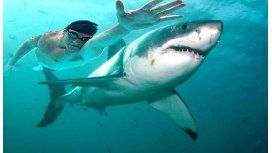 ¿Quién gana en una carrera entre un tiburón y Michael Phelps? ¿Quién gana en una carrera entre un tiburón y Michael Phelps?