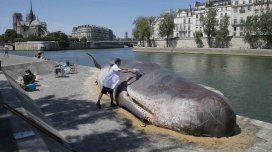Sorpresa por una ballena encallada en París Sorpresa por una ballena encallada en París
