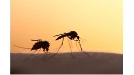 Google creó unos mosquitos estériles para combatir el zika Google creó unos mosquitos estériles para combatir el zika
