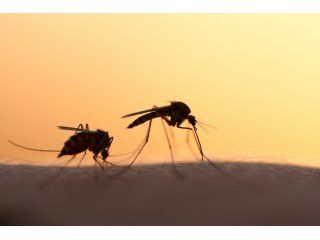 Google creó unos mosquitos estériles para combatir el zika Google creó unos mosquitos estériles para combatir el zika