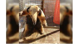 Rescataron un oso hormiguero en peligro de extinción Rescataron un oso hormiguero en peligro de extinción