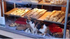 Un cliente fotografia al gato entre la mercaderia Un cliente fotografia al gato entre la mercaderia