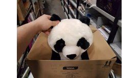 La conmovedora carta de un nene que quería un panda de peluche La conmovedora carta de un nene que quería un panda de peluche