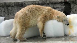 El oso polar intenta sobrevivir a los 40 grados en Budapest El oso polar intenta sobrevivir a los 40 grados en Budapest